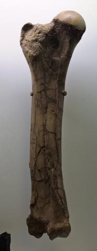 Oberschenkelknochen eines Hauerelefanten (Deinotherium)